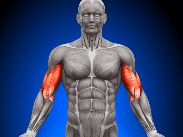 Biceps Muscle 3D Body
