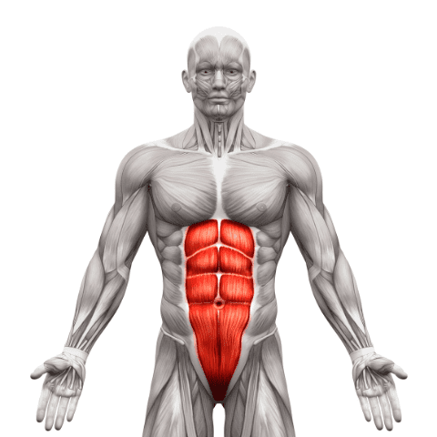 Muscles Worked - Rectus Abdominis