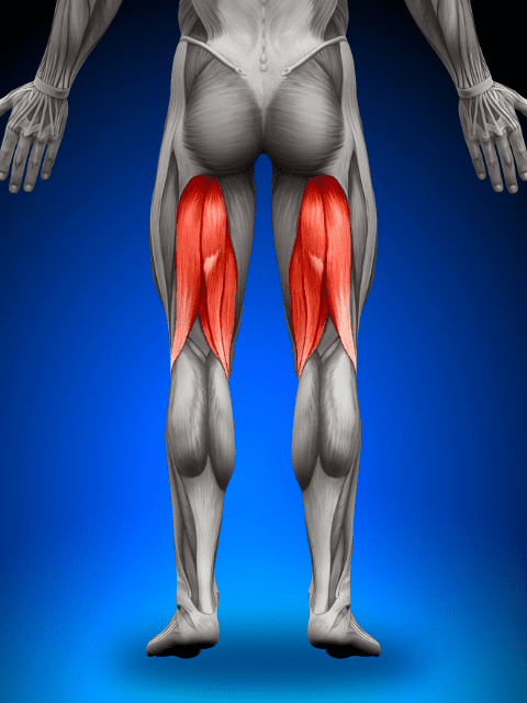 Hamstrings Muscle Anatomy