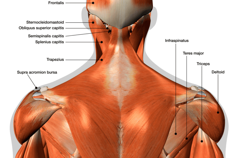 A, Y, T Shoulder Prehab (Complete How To Guide)
